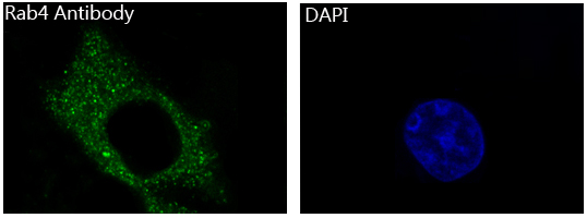 Rab4A Rabbit mAb