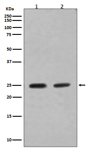 Rab4A Rabbit mAb