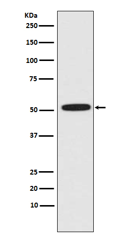 ERG Rabbit mAb