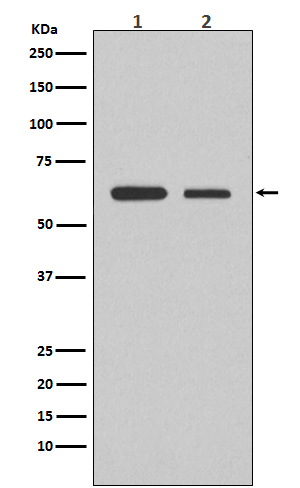 Smad2 Rabbit mAb