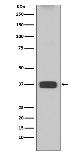 ARG1 Rabbit mAb