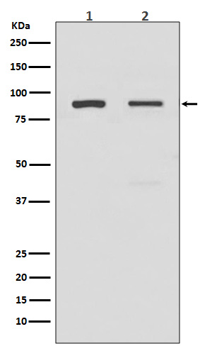 TLR2 Rabbit mAb