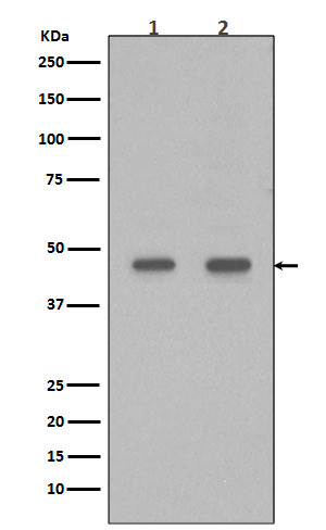 PDX1 Rabbit mAb