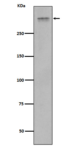 Plectin Rabbit mAb