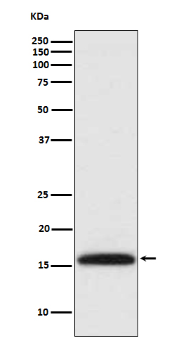 Histone H3 (di methyl K4) Rabbit mAb