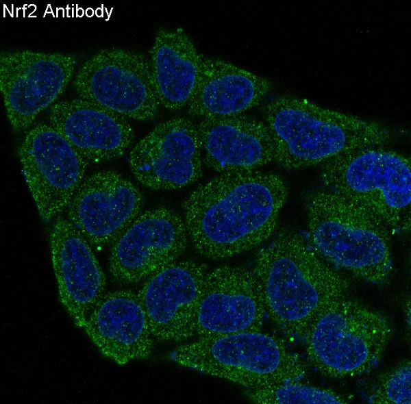 Nrf2 Rabbit mAb