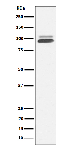 Nrf2 Rabbit mAb