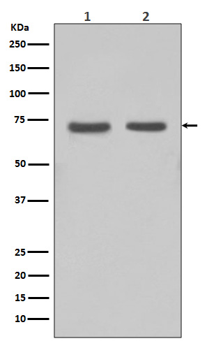 FUBP1 Rabbit mAb