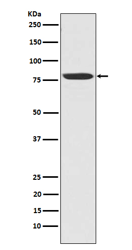 NAK/TBK1 (N-term) Rabbit mAb