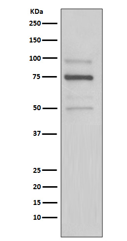 KDEL Rabbit mAb