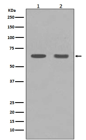 HDAC1 Rabbit mAb