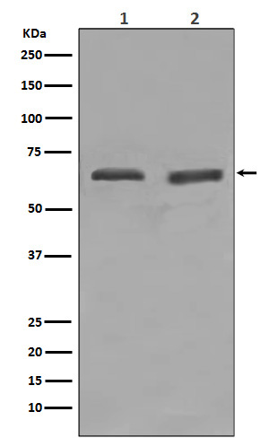 YY1 Rabbit mAb