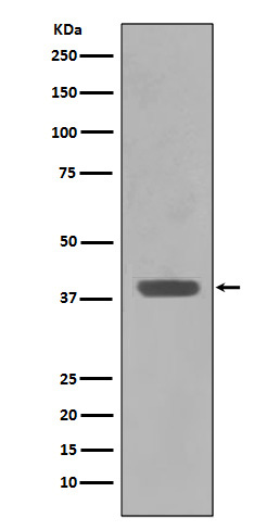 Maltose Binding Protein Rabbit mAb