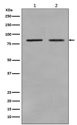 STAT3 Rabbit mAb