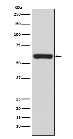 TRAF6 Rabbit mAb