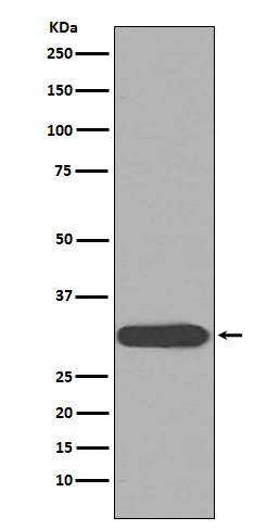 CDK1 Rabbit mAb