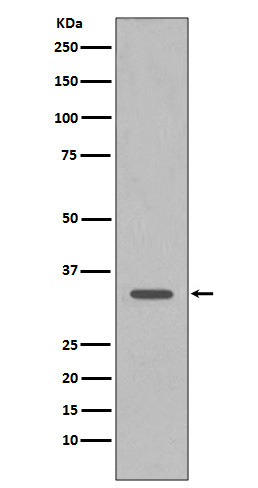 CDK1 Rabbit mAb