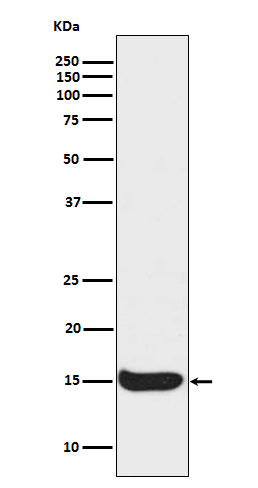 Histone H3 (acetyl K56) Rabbit mAb