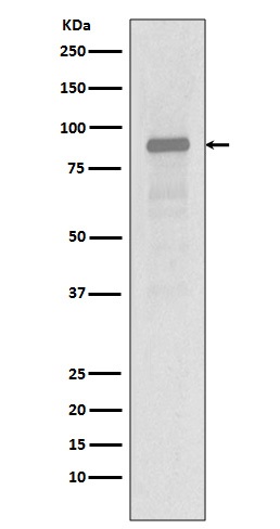 Hsp90 alpha Rabbit mAb