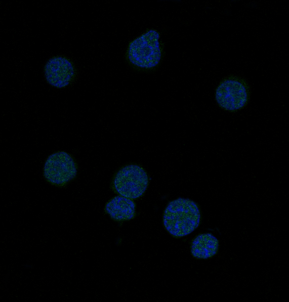 Bcl-6 Rabbit mAb