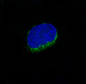 CD34 Rabbit mAb