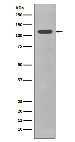 CD34 Rabbit mAb