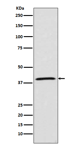 MCL1 Rabbit mAb