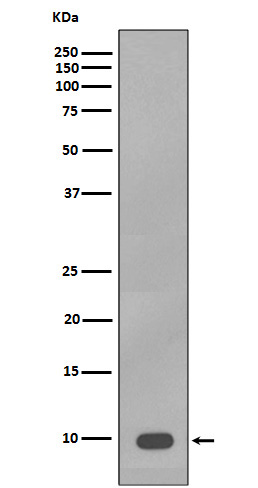 S100B Rabbit mAb