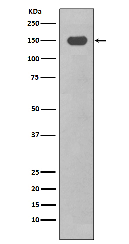 CD11c Rabbit mAb