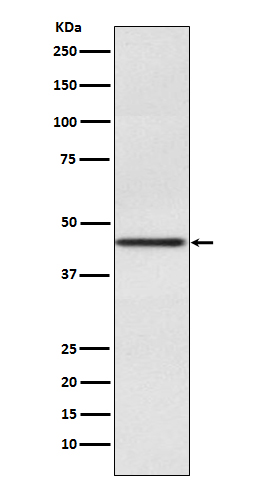 Pax2 Rabbit mAb