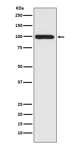 LRP1 Rabbit mAb