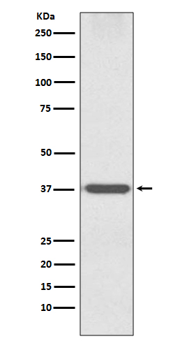 Otx1 Rabbit mAb