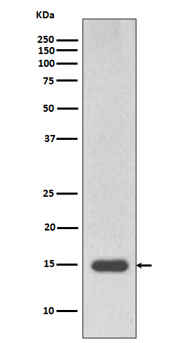 Histone H3 (mono methyl R17) Rabbit mAb