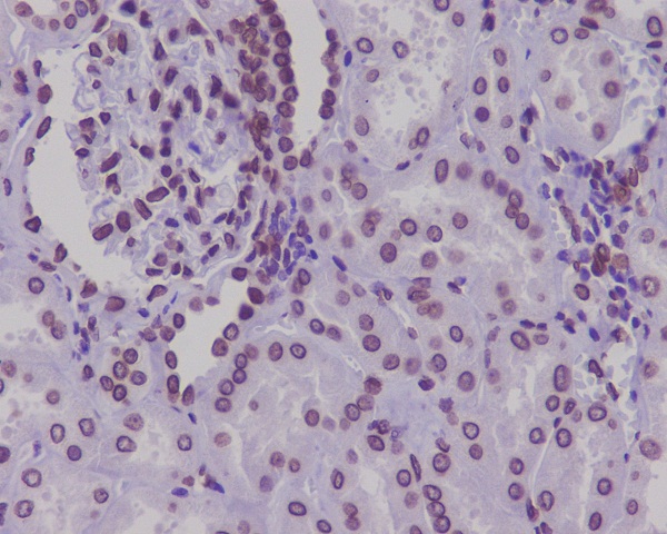 Lamin A/C Rabbit mAb