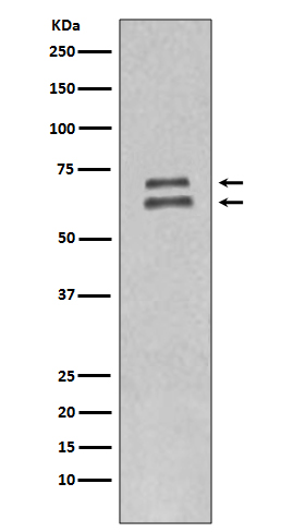 Lamin A/C Rabbit mAb