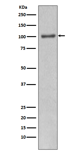 PI 3 kinase p110 alpha Rabbit mAb