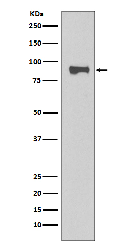 STAT1 Rabbit mAb