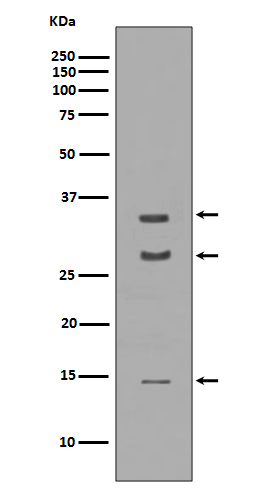 BDNF Rabbit mAb  