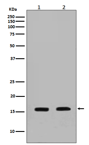 Calmodulin Rabbit mAb  