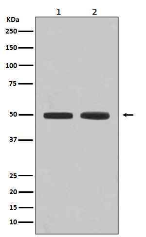 Flotillin 1 Rabbit mAb 