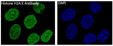 Histone H2A.X Rabbit mAb