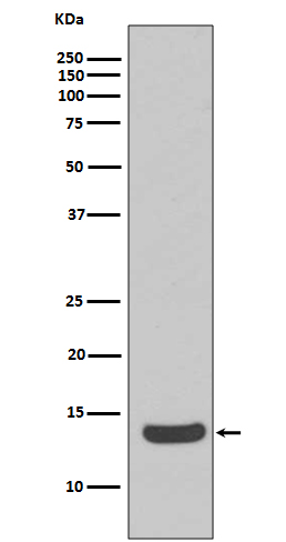 Histone H2A.X Rabbit mAb