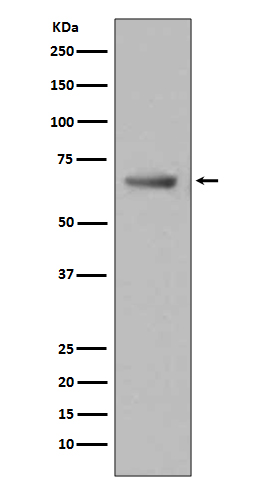 Paxillin Rabbit mAb