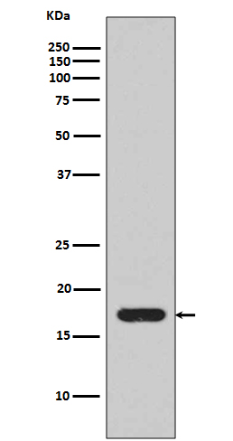 IL1 beta Rabbit mAb