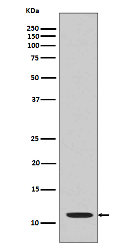 Histone H4 (acetyl K16) Rabbit mAb