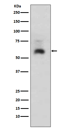 Smad1 Rabbit mAb