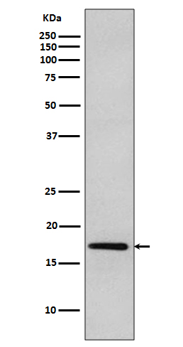 DNAJC15 Rabbit mAb