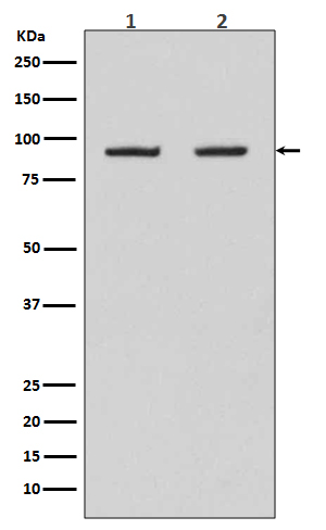 Hsp90 beta Rabbit mAb 