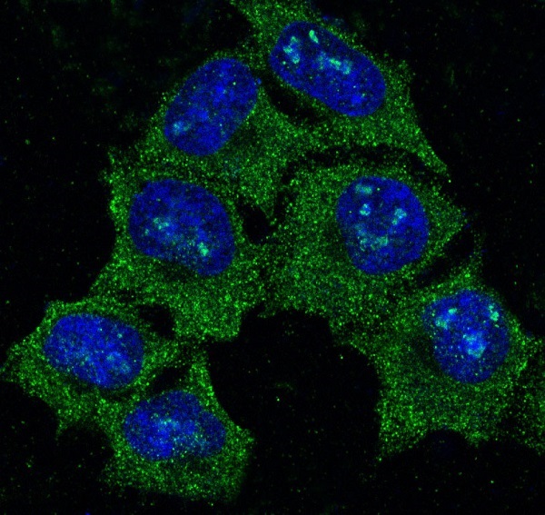 Hsp90 alpha Rabbit mAb