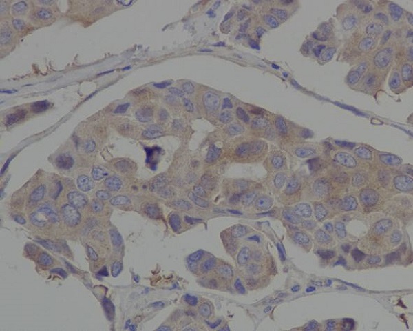 Hsp90 alpha Rabbit mAb